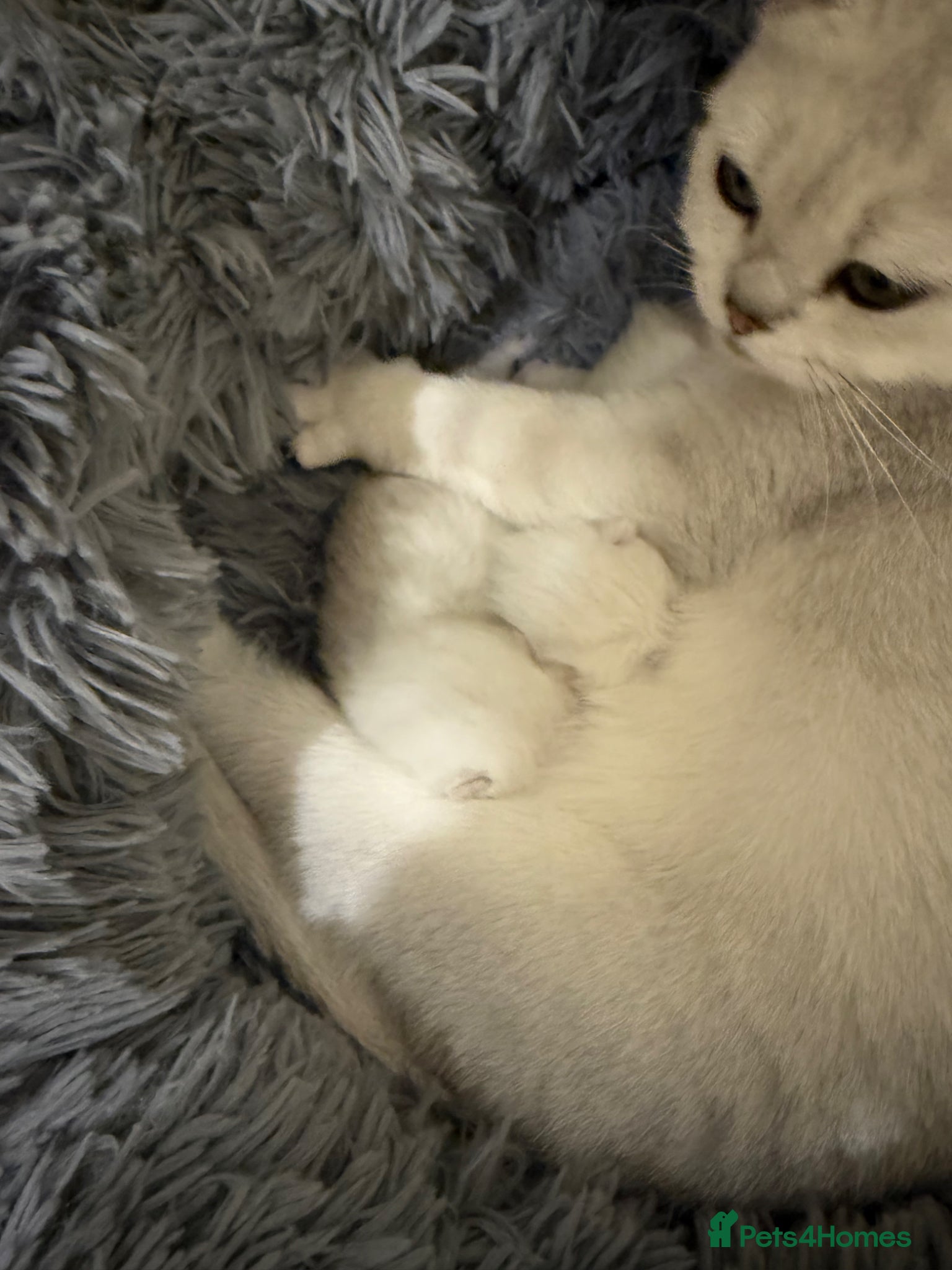 British Shorthair cats British Shorthair Silver Tipped Kittens - Advert 13