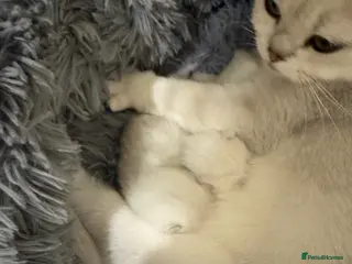 British Shorthair cats British Shorthair Silver Tipped Kittens - Advert 13
