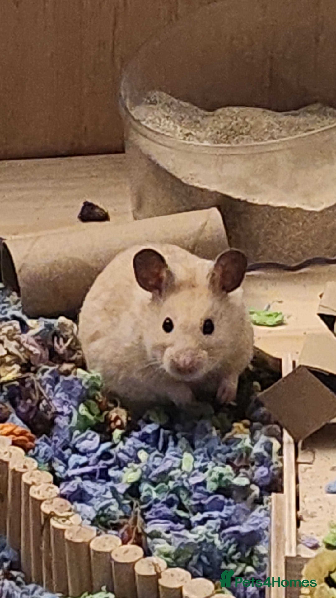 Hamster rodents for sale: Lovely Male Syrian Hamster for Sale with cage - Advert 2