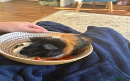 Guinea Pig rodents for sale: Two beautiful bonded male Guinea Pigs  - Image 3