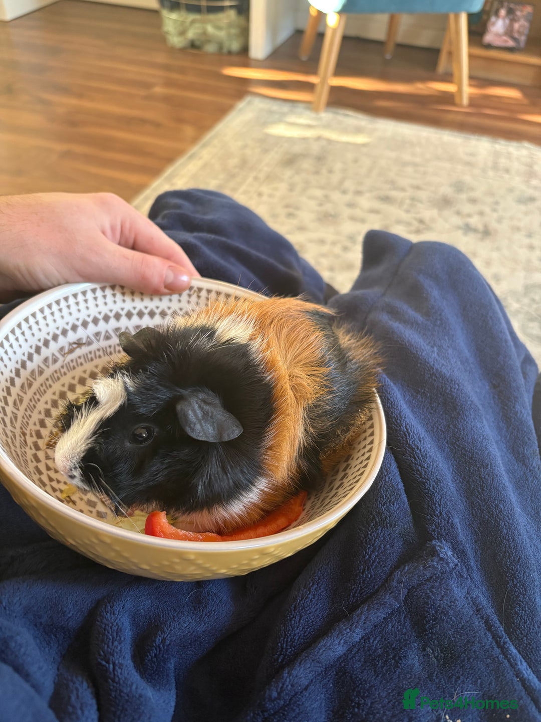 Guinea Pig rodents for sale: Two beautiful bonded male Guinea Pigs  - Image 3