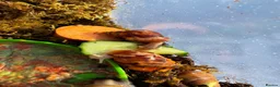 Snails invertebrates for sale: Giant African Snails for sale! - Advert 10