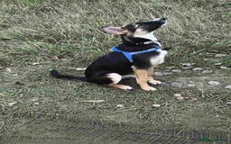 Mixed Breed dogs for adoption: ❤️🐶Busia- 6(7) month lower-medium girl ❤️🐶 - Advert 15