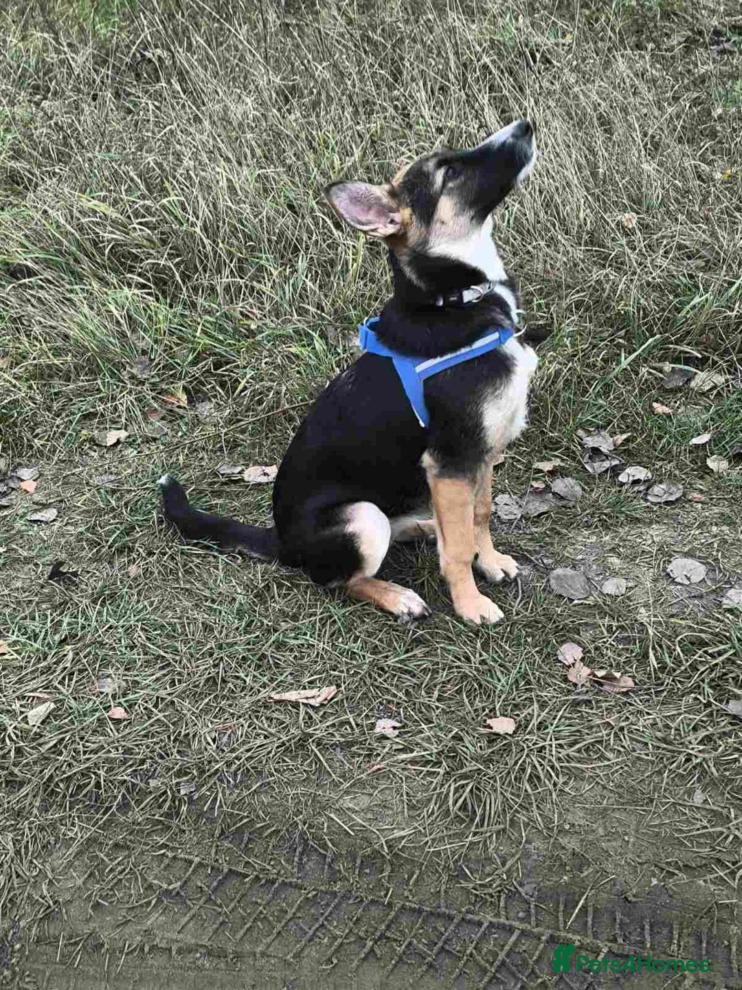 Mixed Breed dogs for adoption: ❤️🐶Busia- 6(7) month lower-medium girl ❤️🐶 - Advert 15