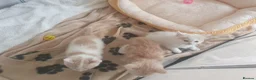 Mixed Breed cats for sale: 3 Gorgeous Little Fluffy Boys - Advert 7