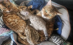Bengal cats for sale: Snow bengal brown bengal rosseted kittens - Image 6