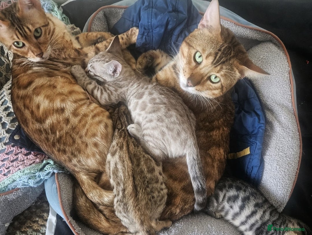 Bengal cats for sale: Snow bengal brown bengal rosseted kittens - Image 6