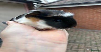 Guinea Pig rodents Gorgeous baby Guineapigs  - Advert 13