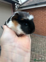 Guinea Pig rodents Gorgeous baby Guineapigs - Advert 3