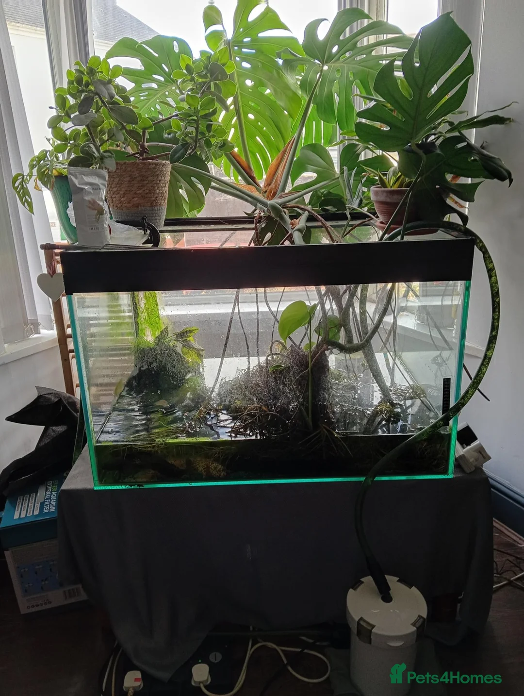 Axolotl reptiles for sale: Professional axolotl setup and 4 axolotl. in Neath - Advert 2