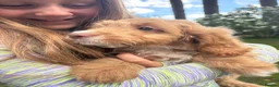Sproodle dogs for sale: Beautiful little girl  Sproodles only 3 available  - Advert 4