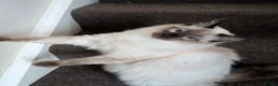 Ragdoll cats for sale: Beautiful Seal Point Ragdoll Boy - Advert 7