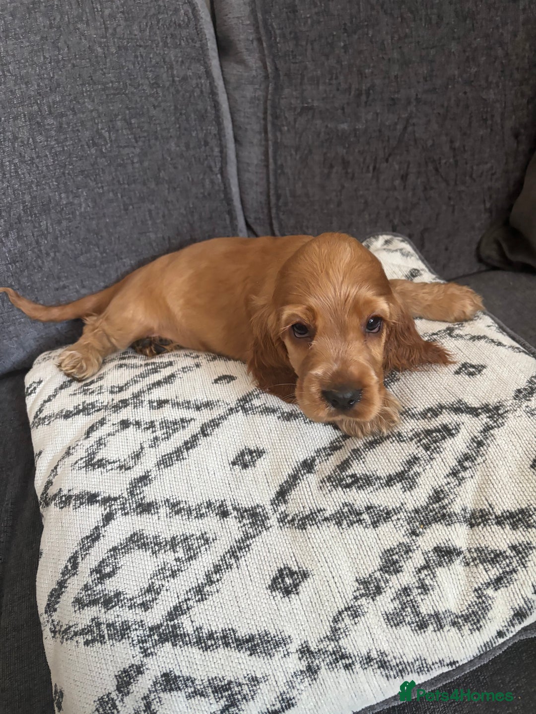 Cocker Spaniel dogs for sale: Beautiful show type cocker spaniel puppies - Image 23