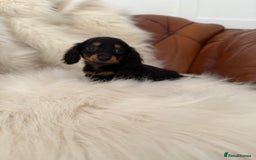 Miniature Dachshund dogs for sale: Stunning Silver & Chocolate Dapple Miniatures - Image 36
