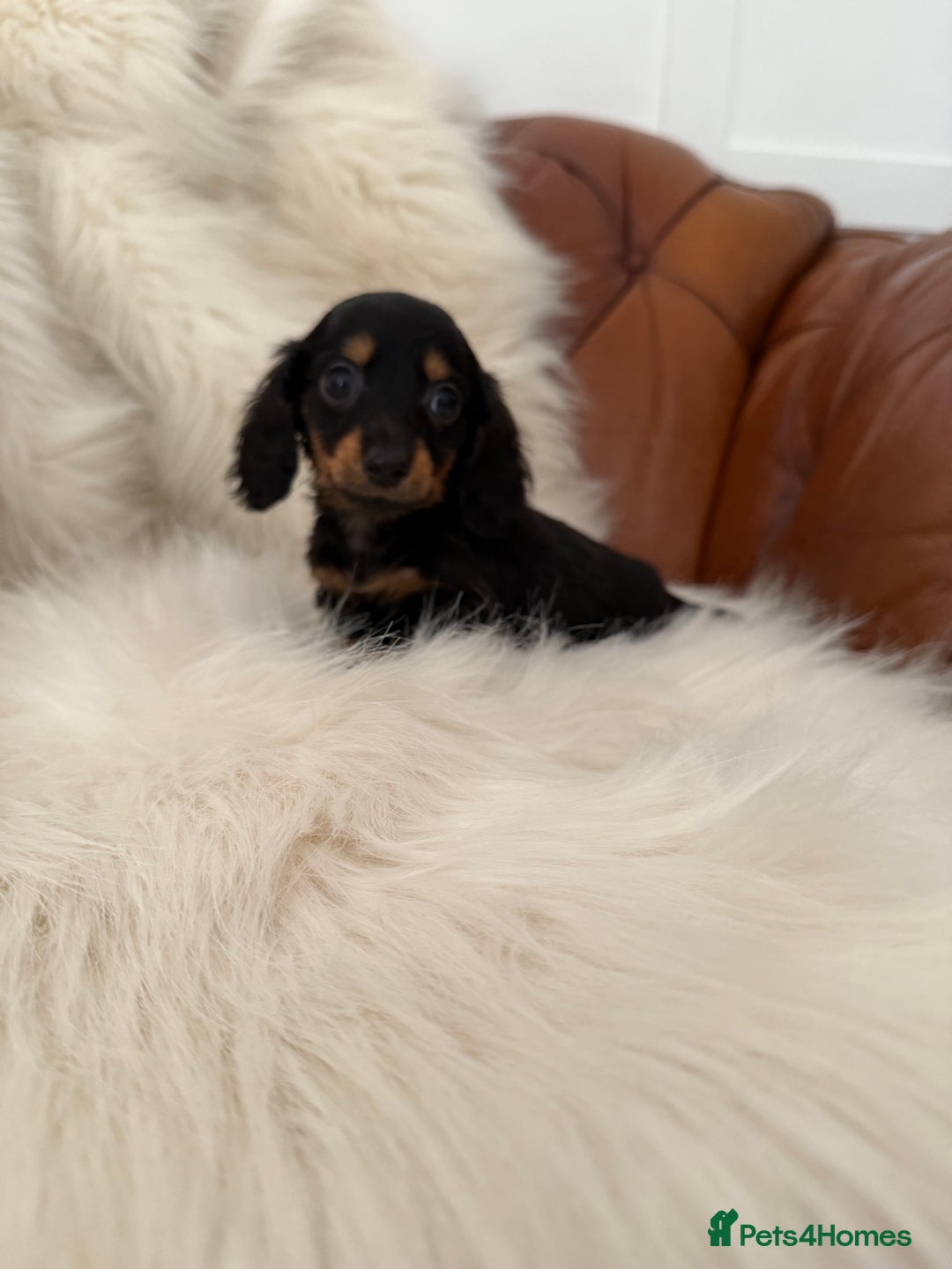 Miniature Dachshund dogs for sale: Stunning Silver & Chocolate Dapple Miniatures - Image 36