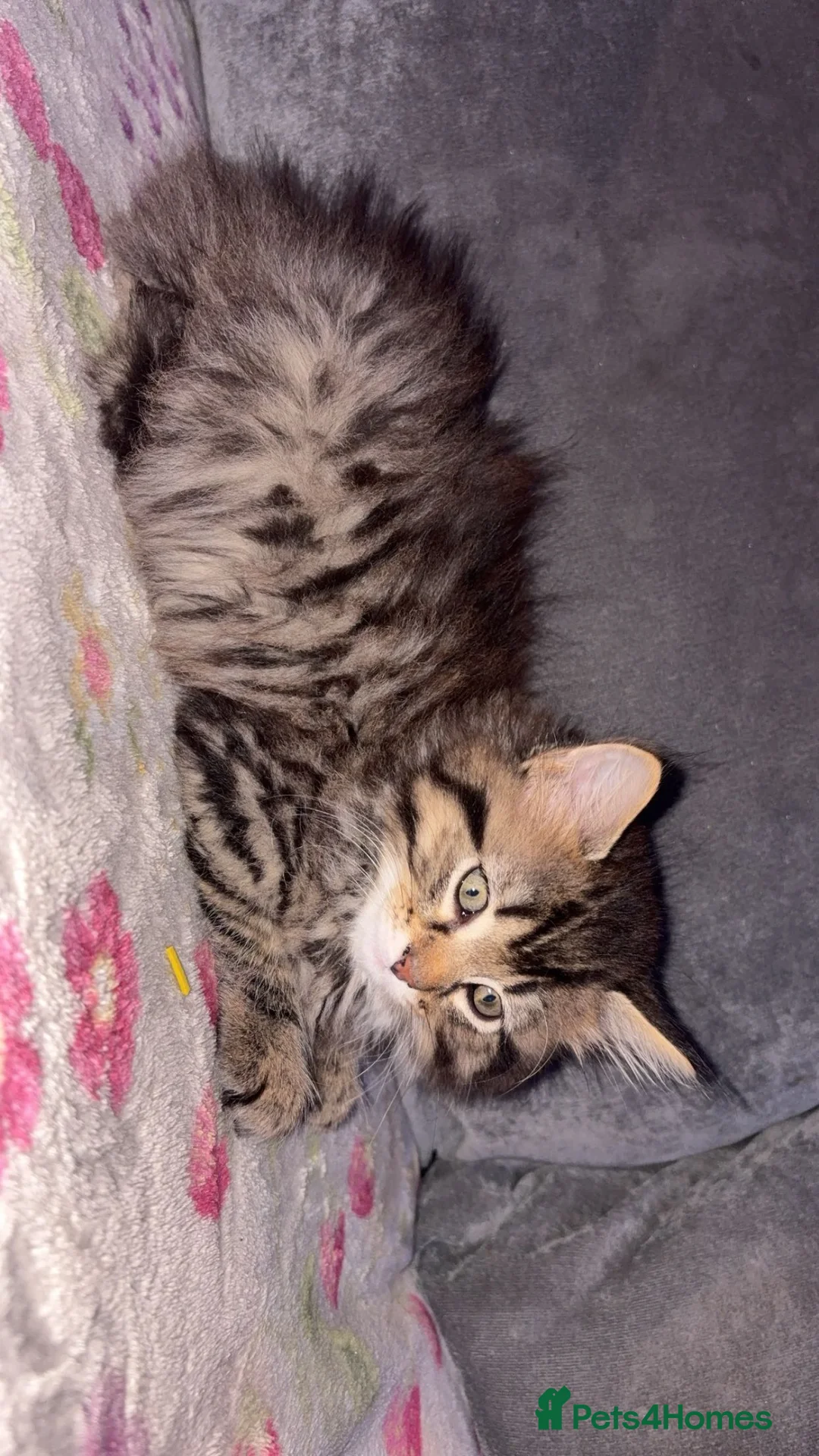 Maine Coon cats for sale: 2 xl Maine coon kittens - Advert 1