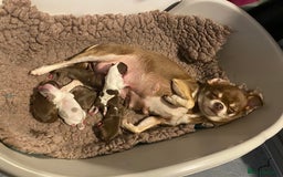 Chihuahua dogs for sale: Stunning chihuahua puppies - Image 2