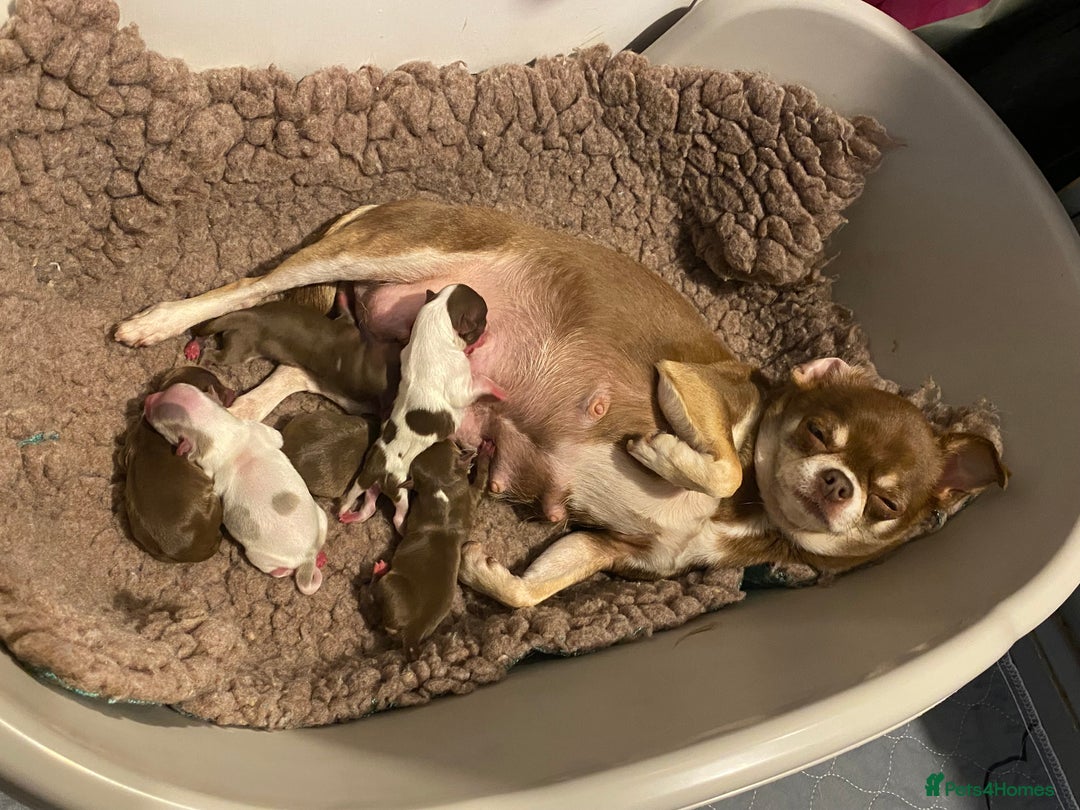Chihuahua dogs for sale: Stunning chihuahua puppies - Image 2