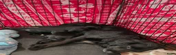 Sprocker dogs for sale: GORGEOUS SPROCKER PUPPIES  - Advert 1