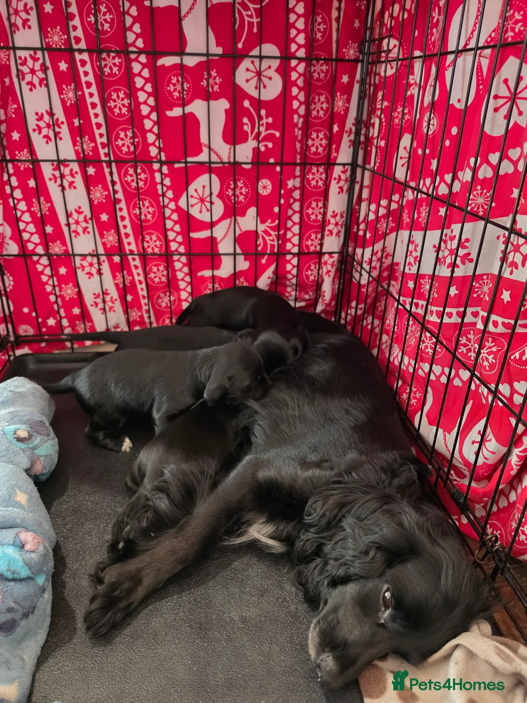 Sprocker dogs for sale: GORGEOUS SPROCKER PUPPIES  - Advert 1