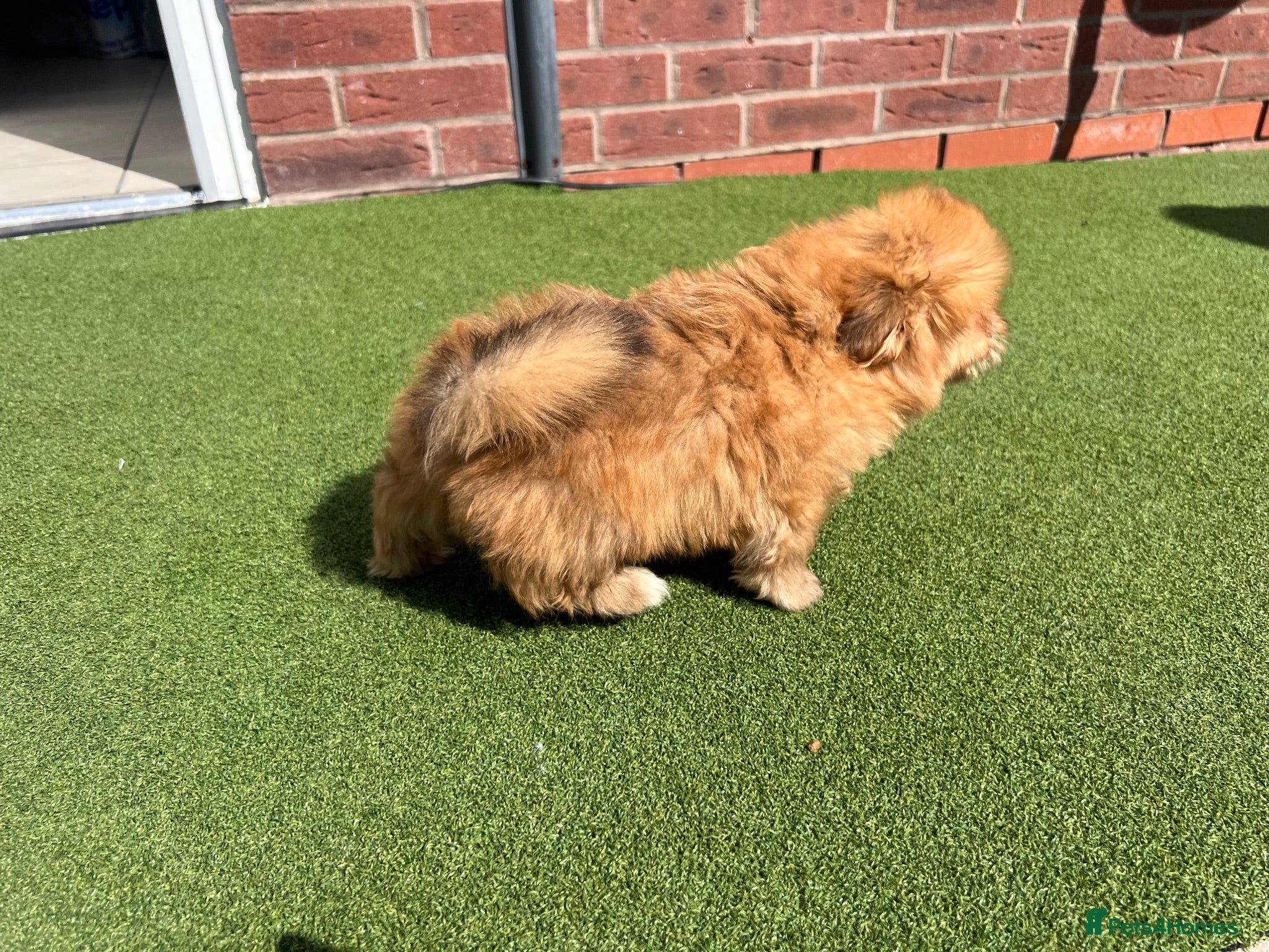 Mixed Breed dogs Puppies for sale - Advert 2