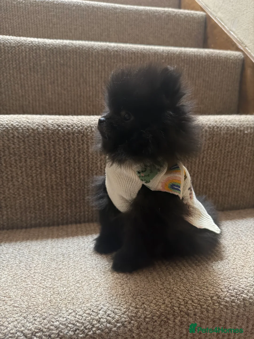 Pomeranian dogs for sale: 💥‼️🧸READY NOW BABY BOY BLACK BEAR‼️💥🧸 - Advert 2