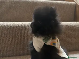 Pomeranian dogs 💥‼️🧸MASSIVLY REDUCED READY NOW ‼️💥🧸 - Advert 1