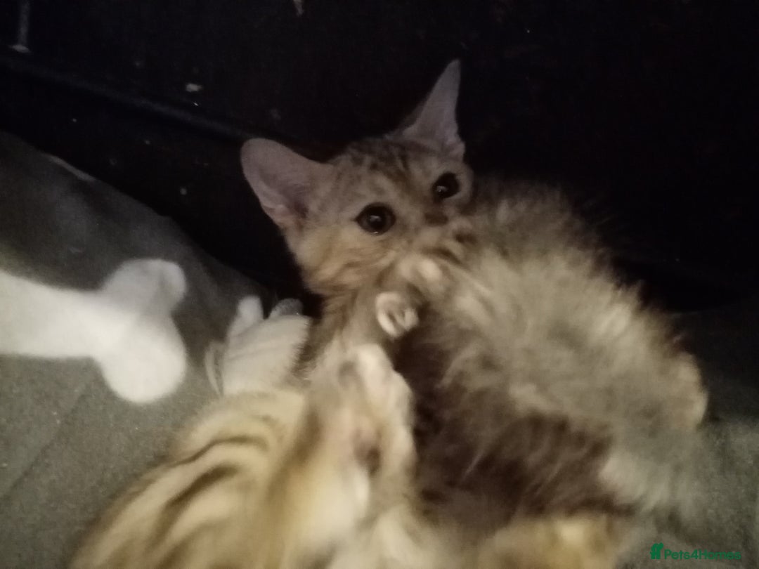 Mixed Breed cats for sale: Cute and Playful Kittens - Advert 11