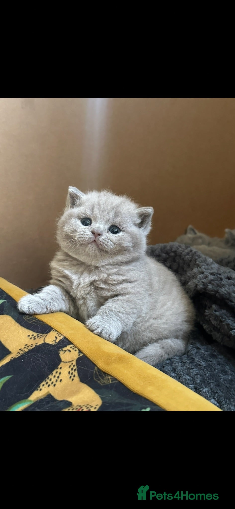 British Shorthair cats 5 Stunning BSH Blue and Lilac Kittens - Advert 1