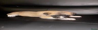 Mixed Breed 3