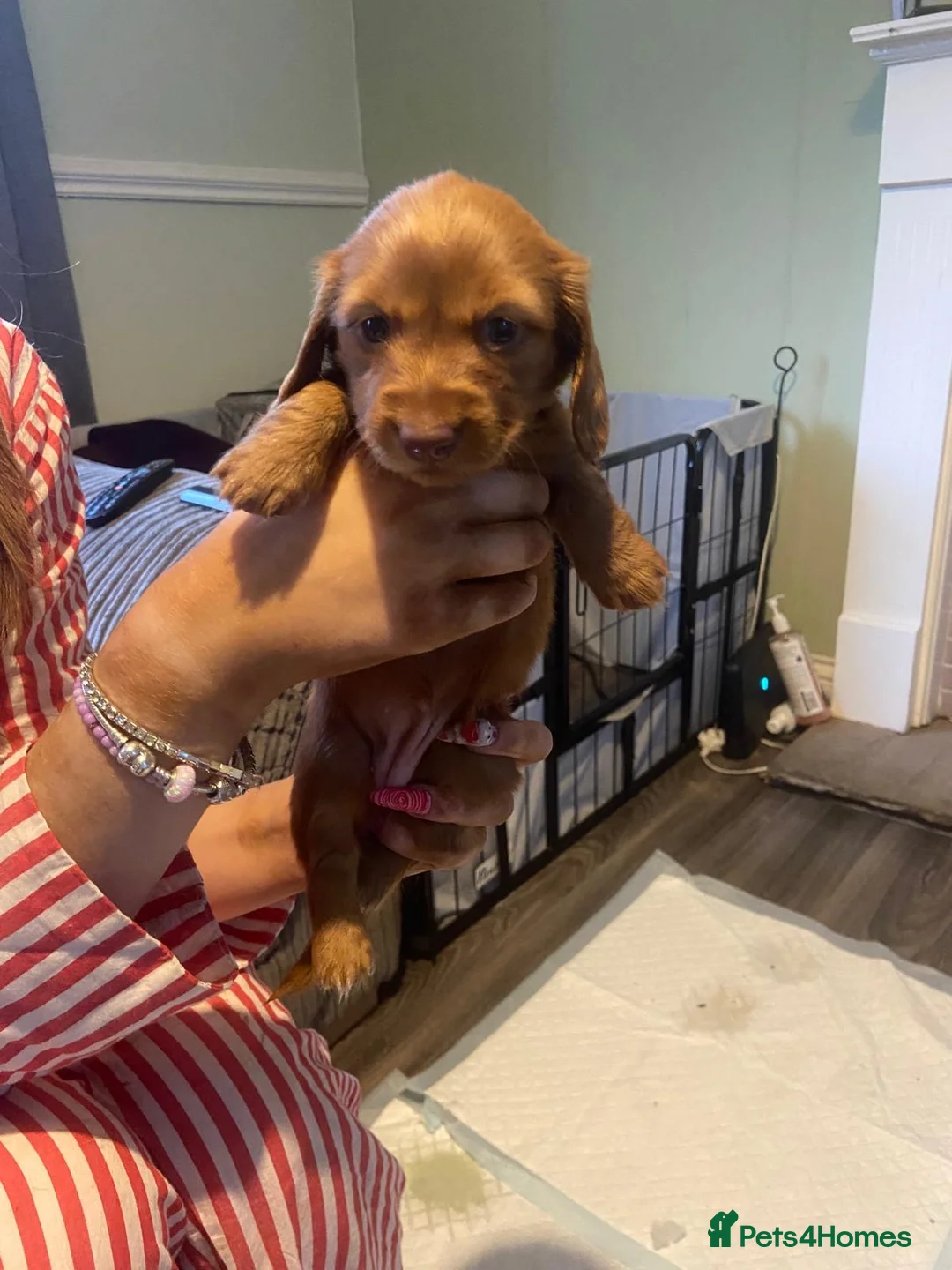 Dachshund dogs for sale: Long haired miniature  - Advert 2