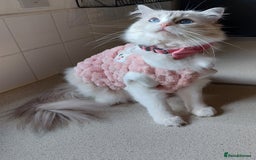 Ragdoll cats for sale: 🔥PRESTIGIOUS BEAST SIZE EU FEMALE🔥  - Advert 18