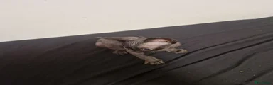 Sphynx Kitten 3
