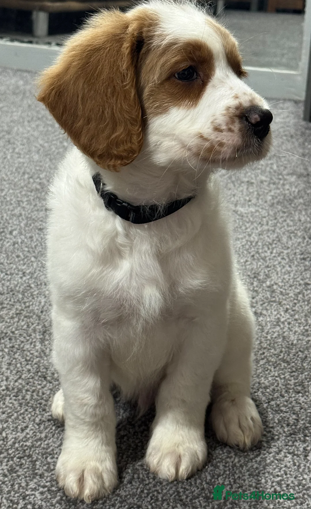 Australian Labradoodle dogs for sale: Multi-Gen Australian Labradoodle Puppies - Advert 32