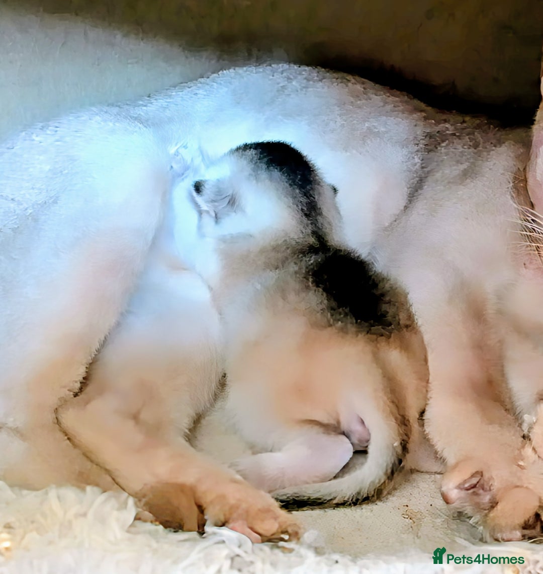 Abyssinian cats for sale: Abyssinian Kittens  - Advert 5