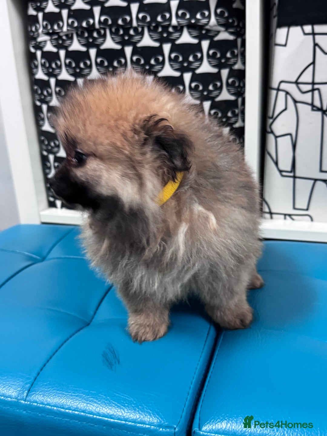 Pomeranian dogs for sale: FLUFFY POMERANIAN FOR SALE 🥰 - Advert 16