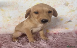 Labrador Retriever dogs for sale: Adorable Yellow Labradors *Ready Now* - Image 24