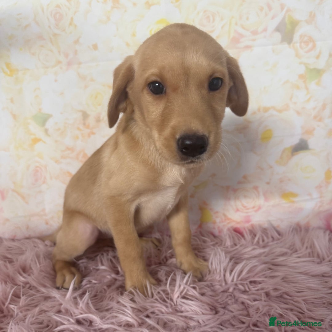 Labrador Retriever dogs for sale: Adorable Yellow Labradors *Ready Now* - Image 24