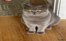 British Shorthair cats for sale: Grey British Shorthair  - Image 4