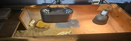 Tortoise reptiles for sale: 3-Year-Old Horsfield Tortoise + Complete Setup - Advert 11