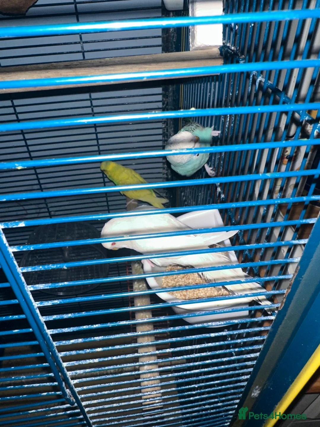 Budgerigars birds for sale: Full set up and budgies  in Princes Risborough - Advert 2