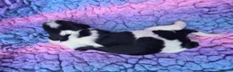 English Springer Spaniel dogs for sale: KC Homebred Health Tested Vet Social Pups 🩷 - Advert 31