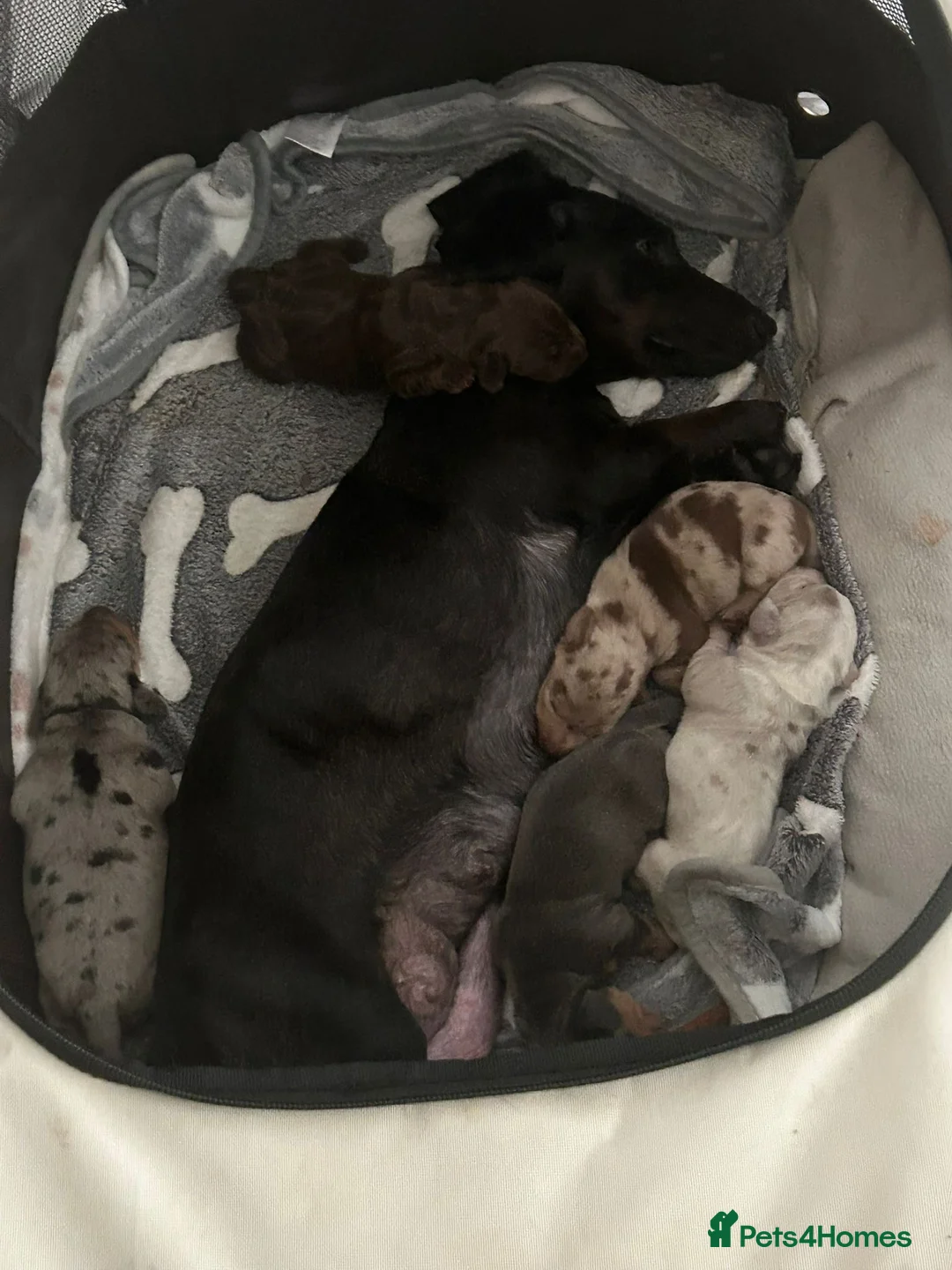 Miniature Dachshund dogs for sale: 🐾 Miniature Dachshund Puppies 2 Boys & 3 Girls 🐾 - Advert 2