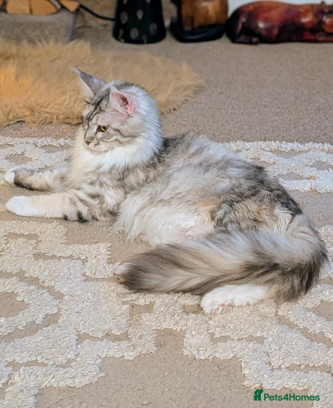 Maine Coon cats for sale: Beautiful Tica Registered Maine Coon kittens  - Advert 13