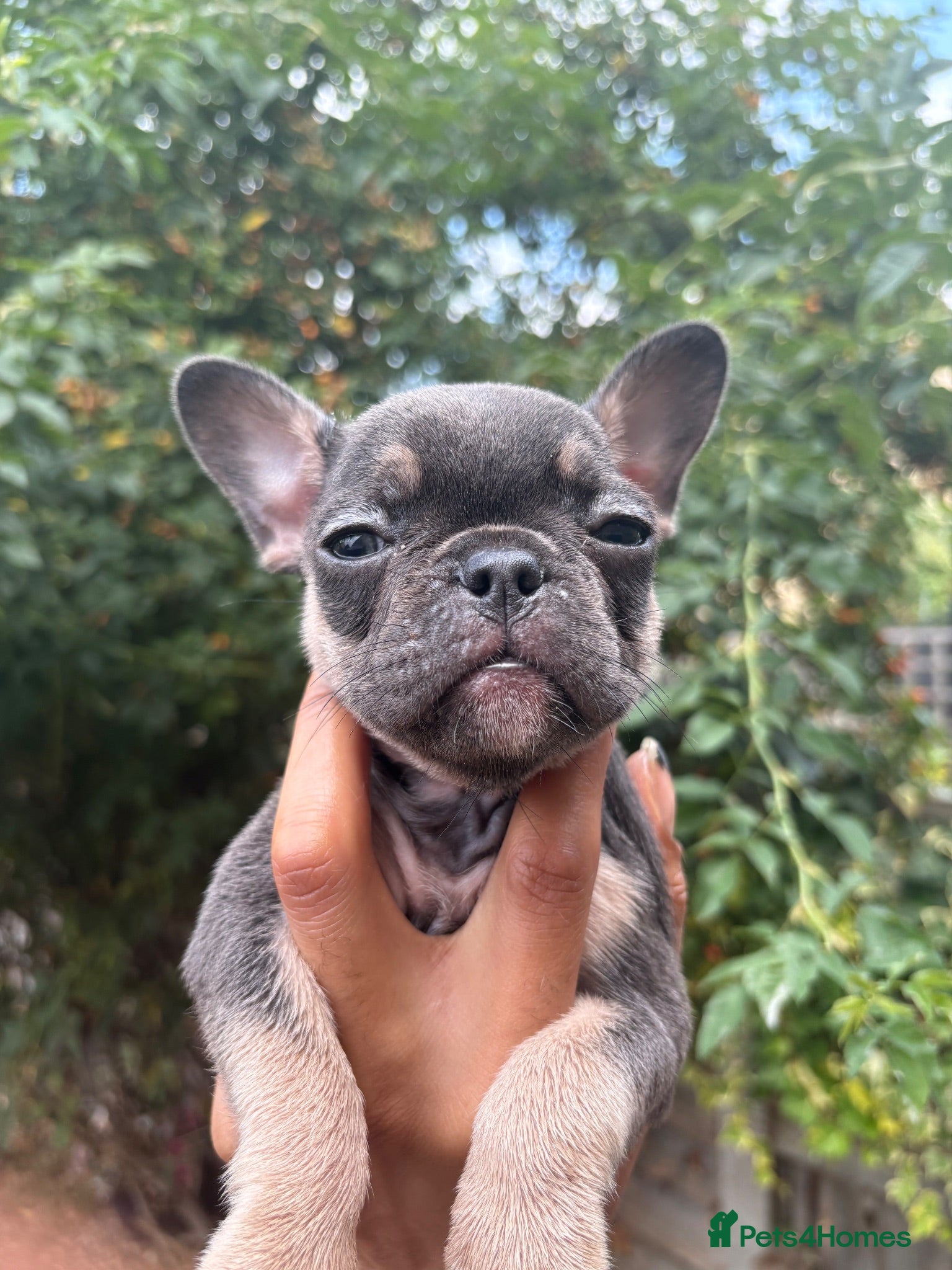 French Bulldog dogs Beautiful French bulldogs - Advert 16