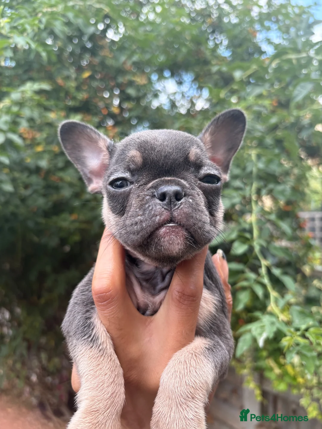 French Bulldog dogs for sale: Beautiful French bulldogs - Advert 1