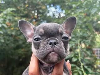 French Bulldog dogs Beautiful French bulldogs - Advert 1
