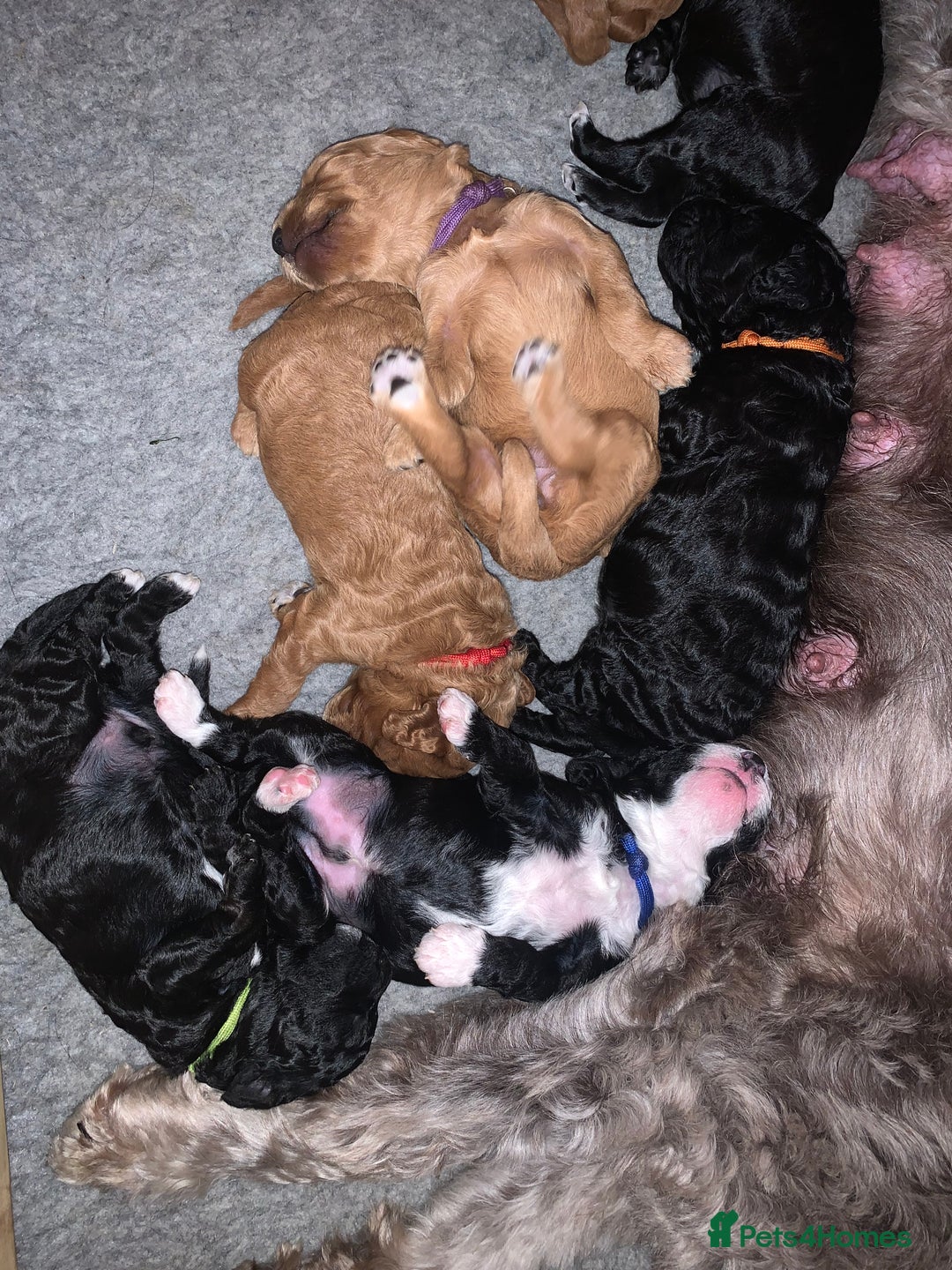 Labradoodle dogs for sale: F1b Miniature Labradoodle Puppies  - Advert 6