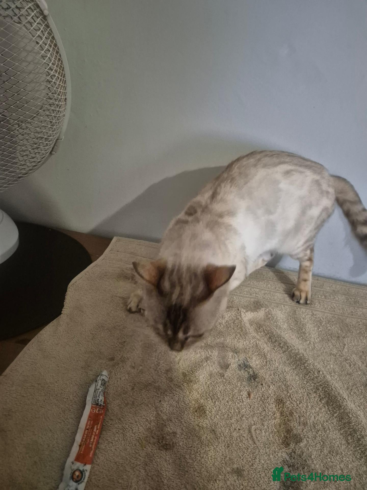Bengal cats Snow lynx female  - Advert 1
