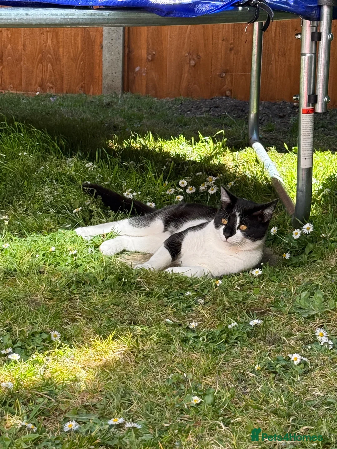 Mixed Breed cats for sale: Bambi & meanie  in Gloucester - Advert 8